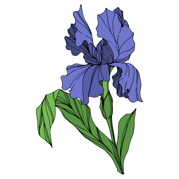 Vector Blue iris flor botánica floral. Flor silvestre de hoja de primavera aislada. Tinta grabada azul y verde. Elemento de ilustración de iris aislado sobre fondo blanco
. - Vector, Imagen
