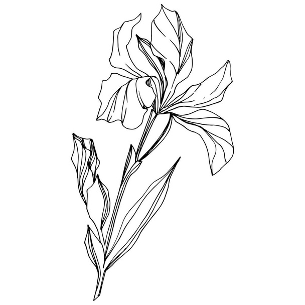 Vecteur Iris fleur botanique florale. Feuille sauvage de printemps fleur sauvage isolée. Encre gravée en noir et blanc. Élément d'illustration d'iris isolé sur fond blanc. - Vecteur, image