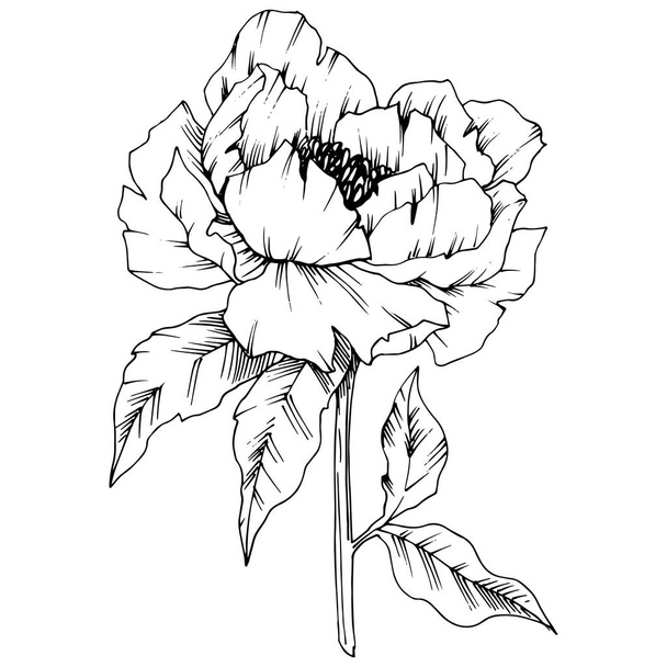 Векторный цветочный ботанический цветок Пиона. Дикий весенний цветок изолирован. Черно-белый рисунок чернил. Изолированный пионный иллюстрационный элемент
. - Вектор,изображение
