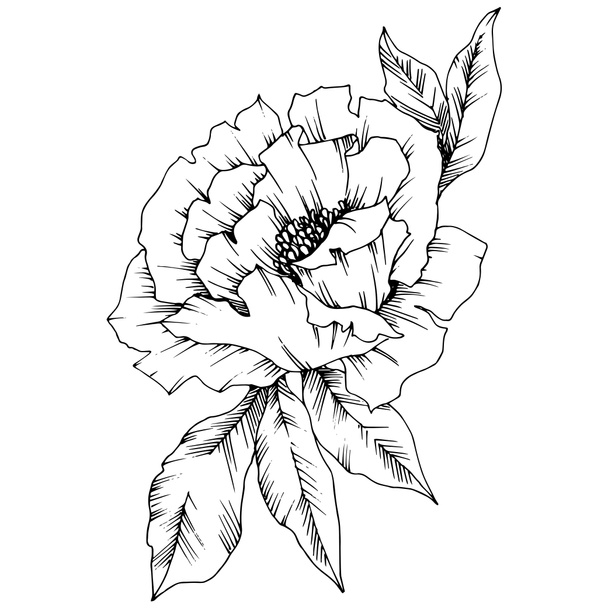 Vector Peony floral botanical flower. Wild spring leaf wildflower isolated. Black and white engraved ink art. Isolated peony illustration element. - Vector, Image