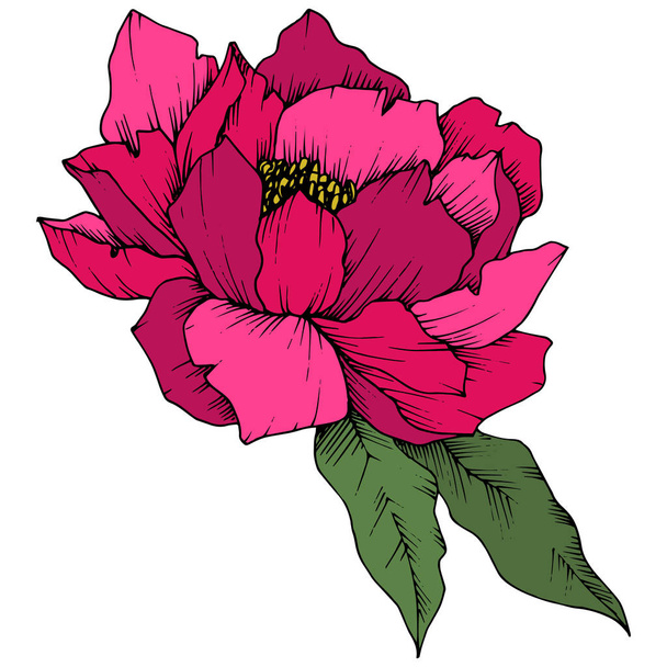 Vector Pink Peony floral botanical flower. Wild spring leaf wildflower isolated. Engraved ink art. Isolated peony illustration element on white background. - Vector, Image