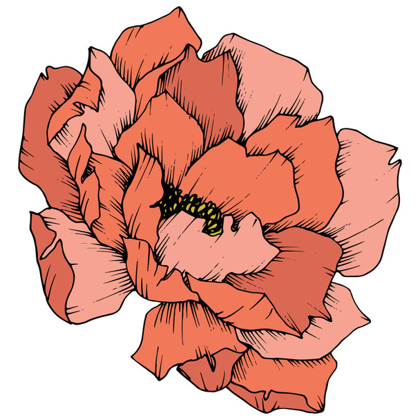 Vector Orange Peony floral botanical flower. Wild spring leaf wildflower isolated. Engraved ink art. Isolated peony illustration element on white background. - Vector, imagen