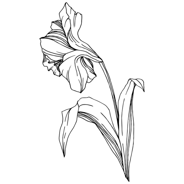 Вектор Нарцисс цветочный ботанический цветок. Дикий весенний цветок изолирован. Черно-белый рисунок чернил. Изолированный элемент иллюстрации нарцисса
. - Вектор,изображение