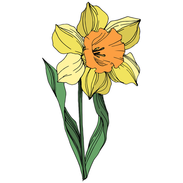 Vector Yellow Narcissus floral botanical flower. Wild spring leaf wildflower isolated. Engraved ink art. Isolated narcissus illustration element on white background. - Vector, imagen