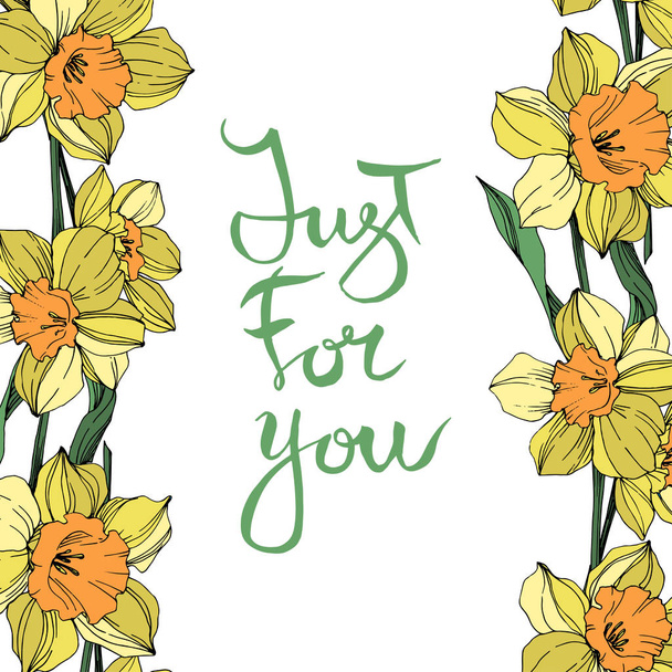 Vector Yellow Narcissus floral botanical flower. Wild spring leaf wildflower isolated. Engraved ink art. Frame border ornament square. - Vektori, kuva