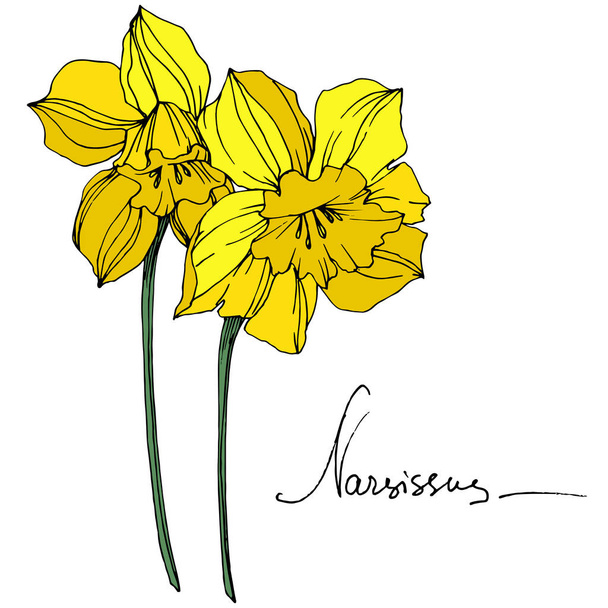 Vector Yellow Narcissus floral botanical flower. Wild spring leaf wildflower isolated. Engraved ink art. Isolated narcissus illustration element on white background. - Vektor, obrázek