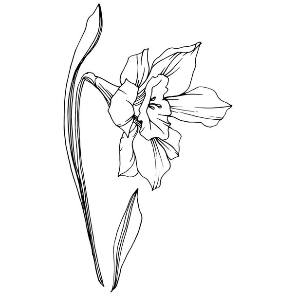 Vector Narcissus floral botanical flower. Wild spring leaf wildflower isolated. Black and white engraved ink art. Isolated narcissus illustration element. - Vektör, Görsel