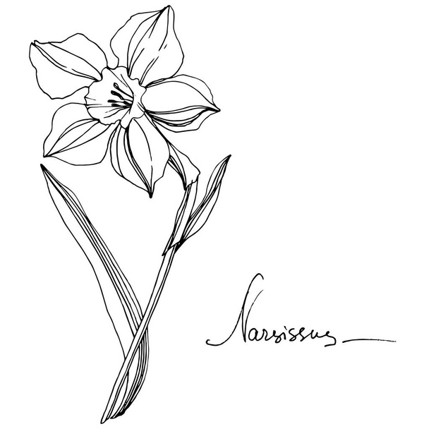 Vector Narcissus floral botanical flower. Wild spring leaf wildflower isolated. Black and white engraved ink art. Isolated narcissus illustration element. - Vector, Image