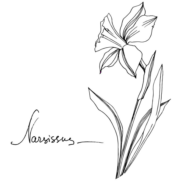 Vetor Narciso flor botânica floral. Folha selvagem primavera wildflower isolado. Tinta gravada a preto e branco. Isolado elemento ilustração narciso
. - Vetor, Imagem