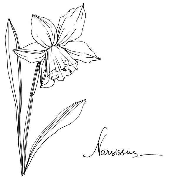 Vector Narcissus floral botanical flower. Wild spring leaf wildflower isolated. Black and white engraved ink art. Isolated narcissus illustration element. - Vector, afbeelding