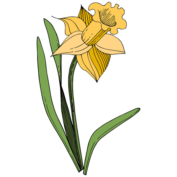 Vektor sárga nárcisz virág botanikai virág. Vad tavaszi levél vadvirág elszigetelt. Vésett tinta art. Elszigetelt nárcisz ábra elem fehér háttér. - Vektor, kép