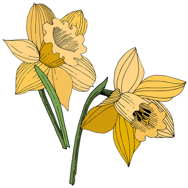 Vector Yellow Narcissus floral botanical flower. Wild spring leaf wildflower isolated. Engraved ink art. Isolated narcissus illustration element on white background. - ベクター画像