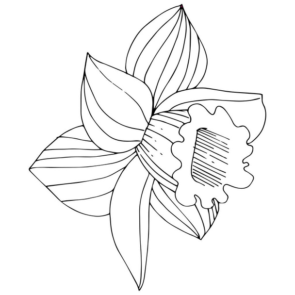 Vector Narcissus floral botanical flower. Wild spring leaf wildflower isolated. Black and white engraved ink art. Isolated narcissus illustration element on white background. - Vector, Image