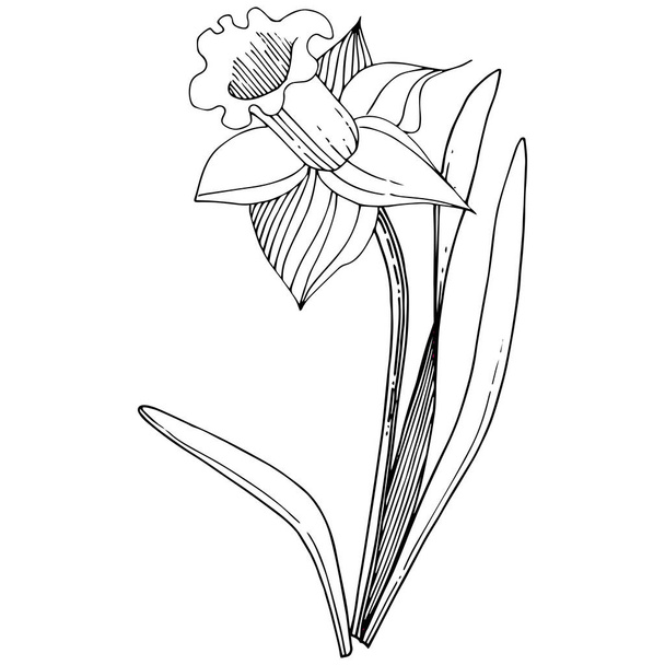 Vector Narcissus floral botanical flower. Wild spring leaf wildflower isolated. Black and white engraved ink art. Isolated narcissus illustration element on white background. - Vektori, kuva