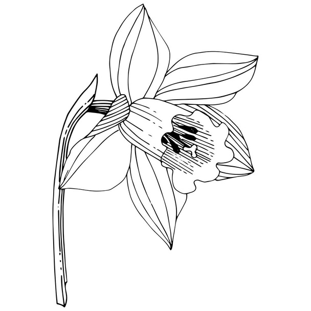 Vektori Narcissus kukka kasvitieteellinen kukka. Villi kevään lehti luonnonvarainen kukka eristetty. Musta ja valkoinen kaiverrettu muste taidetta. Erillinen narsissin kuvituselementti valkoisella pohjalla
. - Vektori, kuva