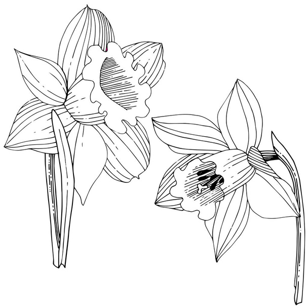 Διάνυσμα floral βοτανικό λουλούδι νάρκισσος. Άγρια άνοιξη φύλλων wildflower απομονωμένη. Μαύρο και άσπρο χαραγμένο μελάνι τέχνης. Απομονωμένη νάρκισσος εικονογράφηση στοιχείο σε λευκό φόντο. - Διάνυσμα, εικόνα