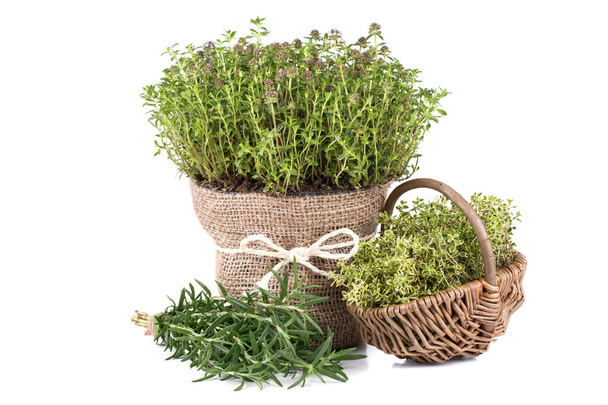 ervas aromáticas frescas - Foto, Imagem