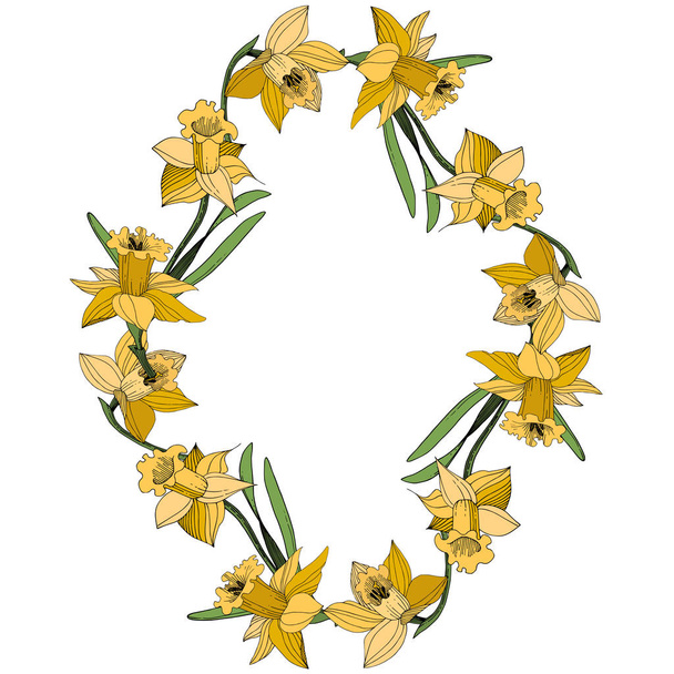 Vector gele Narcissus floral botanische bloem. Wild voorjaar blad wildflower geïsoleerd. Egraved inkt art. Frame grens ornament vierkant. - Vector, afbeelding