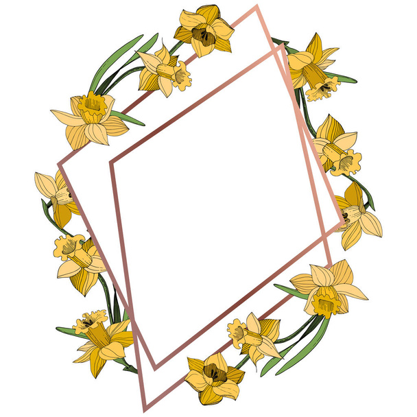 Vector Yellow Narcissus floral botanical flower. Wild spring leaf wildflower isolated. Egraved ink art. Frame border ornament square. - Vektor, Bild