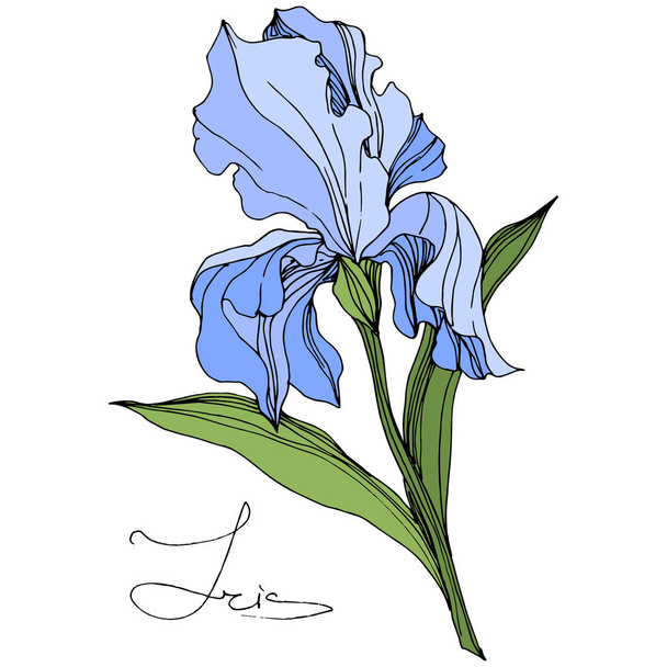 Vector Blue Iris isolated on white. Engraved ink art. Isolated iris illustration element on white background. - Vecteur, image