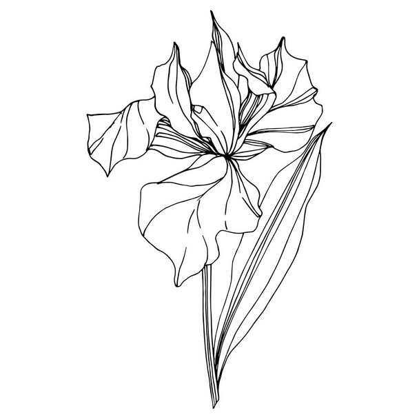 Vector Iris floral botanical flower. Wild spring leaf wildflower isolated. Black and white engraved ink art. Isolated iris illustration element on white background. - Vettoriali, immagini
