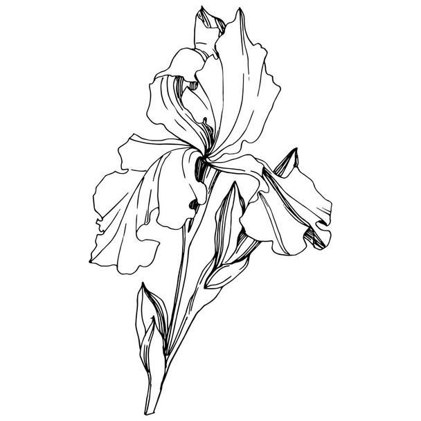 Vector Iris floral botanical flower. Wild spring leaf wildflower isolated. Black and white engraved ink art. Isolated iris illustration element on white background. - Vetor, Imagem