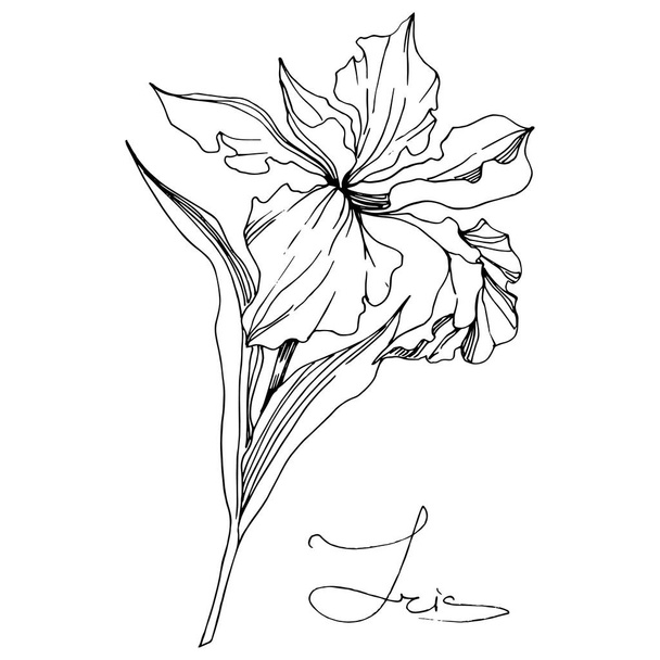 Vector Iris floral botanical flower. Wild spring leaf wildflower isolated. Black and white engraved ink art. Isolated iris illustration element on white background. - Vector, Image