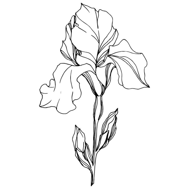 Vector Iris floral botanical flower. Wild spring leaf wildflower isolated. Black and white engraved ink art. Isolated iris illustration element on white background. - ベクター画像