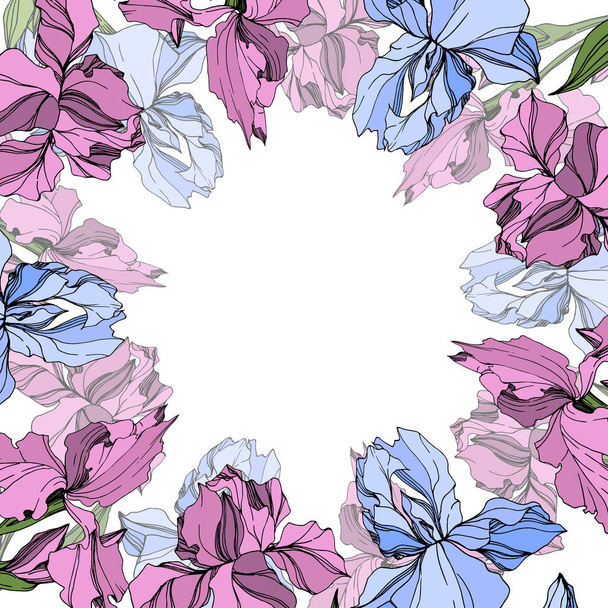 Vector Pink and blue iris floral botanical flower. Wild spring leaf wildflower isolated. Engraved ink art. Frame border ornament square. - Vector, imagen