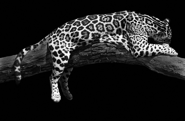 Afrikanischer Leopard schläft - Foto, Bild