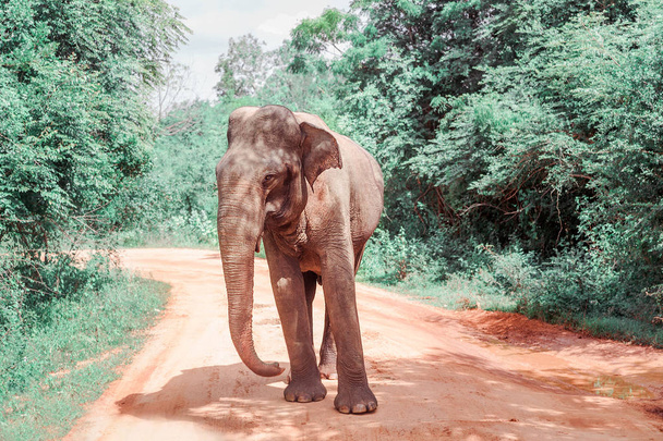Foto de un elefante paseando por un sendero
 - Foto, Imagen