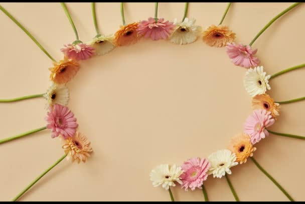 round frame of gerbera flowers on light background, video - Video