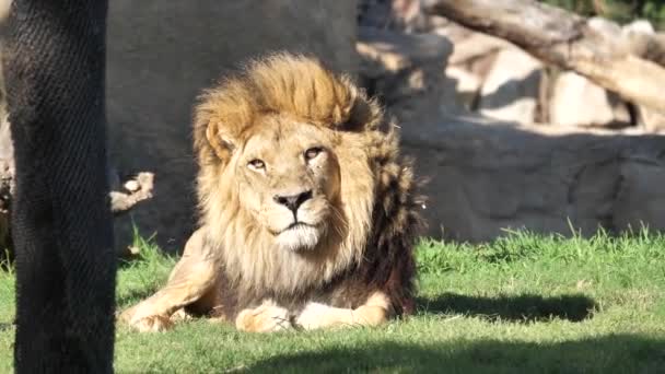 Animals at Zoo in Valencia. In the bio park of Valencia Spain, the conditions for animal life are as close as possible to the conditions in the wild. Therefore, it is nice to be in harmony with nature. There are no cells here. Lion. - Video, Çekim