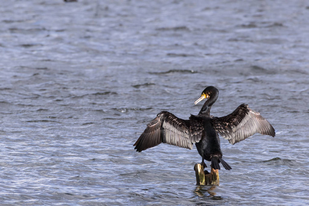 A cormorant balances and stretches it's wings on a post over a lake - Photo, Image