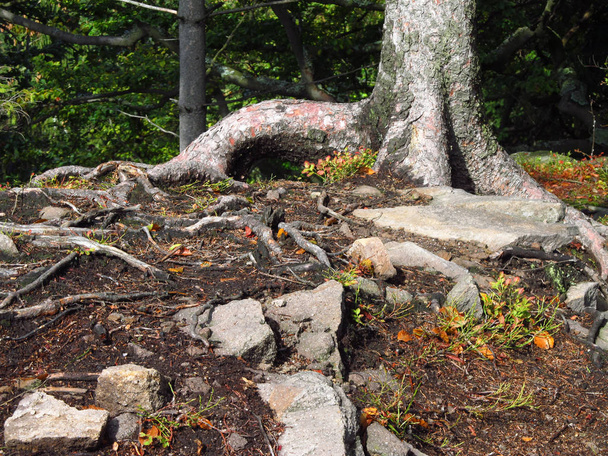 Странные корни ели, растущей на скалистом холме
 - Фото, изображение