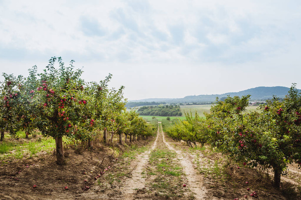 Organiczne jabłka wiszące z gałęzi drzewa w sad jabłkowy, jesień. Węgry - Zdjęcie, obraz