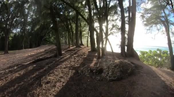 Vista ampla do ângulo da trilha de caminhadas ao longo da floresta tropical alinhada com árvores
 - Filmagem, Vídeo