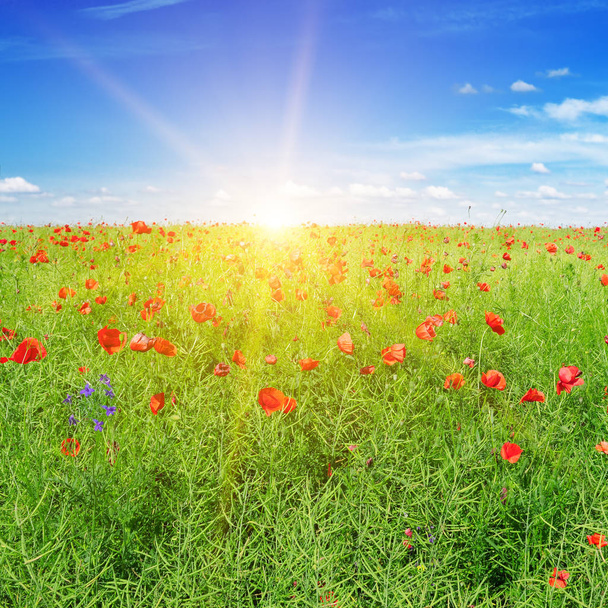 Green field and Sunrise on blue sky. Bright scarlet poppies on the background of green rapeseed. - Foto, afbeelding
