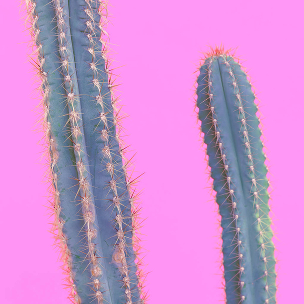 Cactus lovers. Minimal concept.  Cactus on pink background - Foto, Imagem