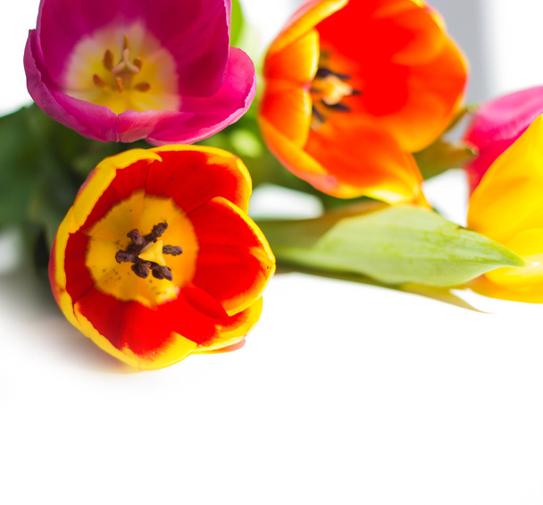 flowers tulips - 写真・画像