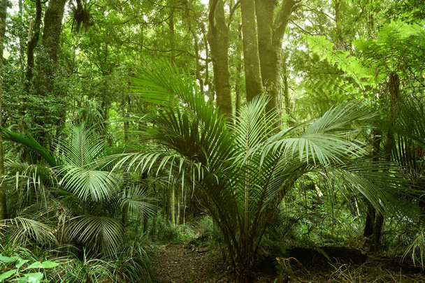 Пишне зелене листя в тропічних джунглях
  - Фото, зображення