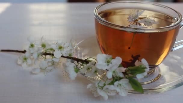 czarnej lub zielonej herbaty. Oddział Sakura. herbata ziołowa wiosna - Materiał filmowy, wideo