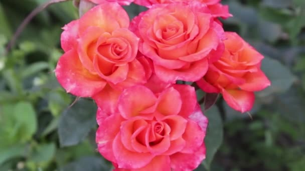 Ημέρα της μητέρας κάρτα με κείμενο και λουλούδια. Όμορφα τριαντάφυλλα στο χωράφι. Κόκκινα τριαντάφυλλα ανθίζουν στον κήπο. Ο άνεμος φυσάει, τα λουλούδια κινούνται - Πλάνα, βίντεο