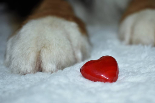 Srdce dekorace s tlapami trikolorní pes na bílou načechranou peřinkou - Fotografie, Obrázek