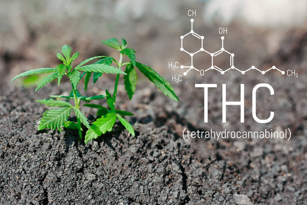 Growing seedling of cannabis from soil. Green leaves marijuana close up. Medical tetrahydrocannabinol, chemical formula THC - Photo, Image