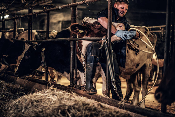 Вет чоловік в уніформі фермера, що працює з коровою на фермі в приміщенні
 - Фото, зображення