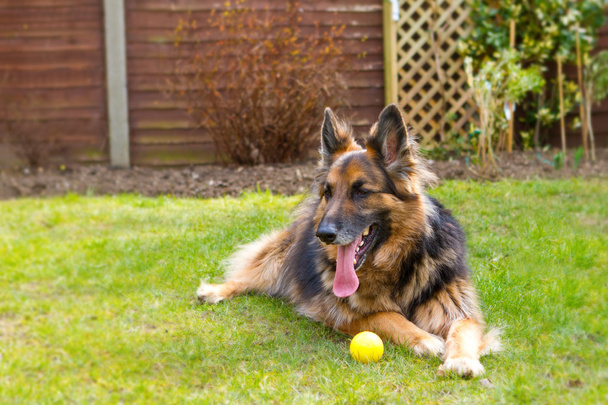 chien de berger allemand couché dans le jardin avec une balle à ses pieds
 - Photo, image