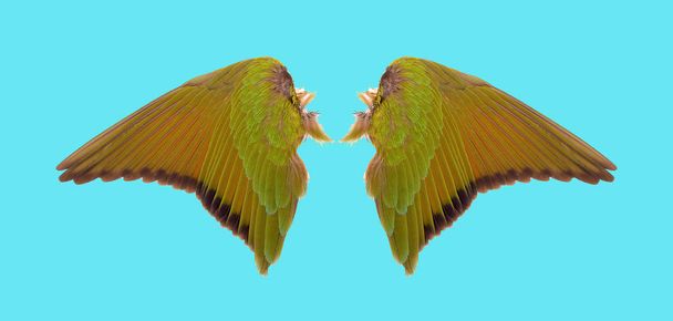ailes d'ange sur fond bleu
 - Photo, image