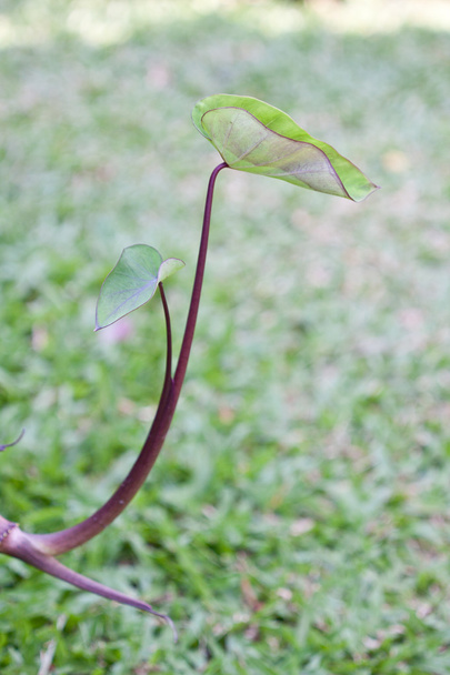 Planta de Araceae
 - Foto, Imagen