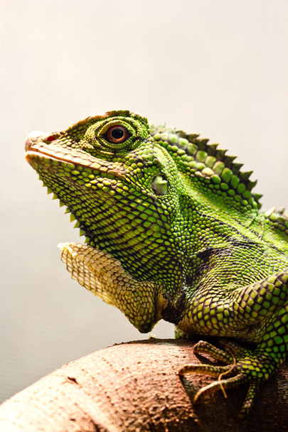 green iguana - Zdjęcie, obraz